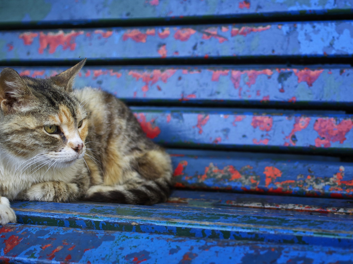 Серый бездомный кот лежит на старой лавке