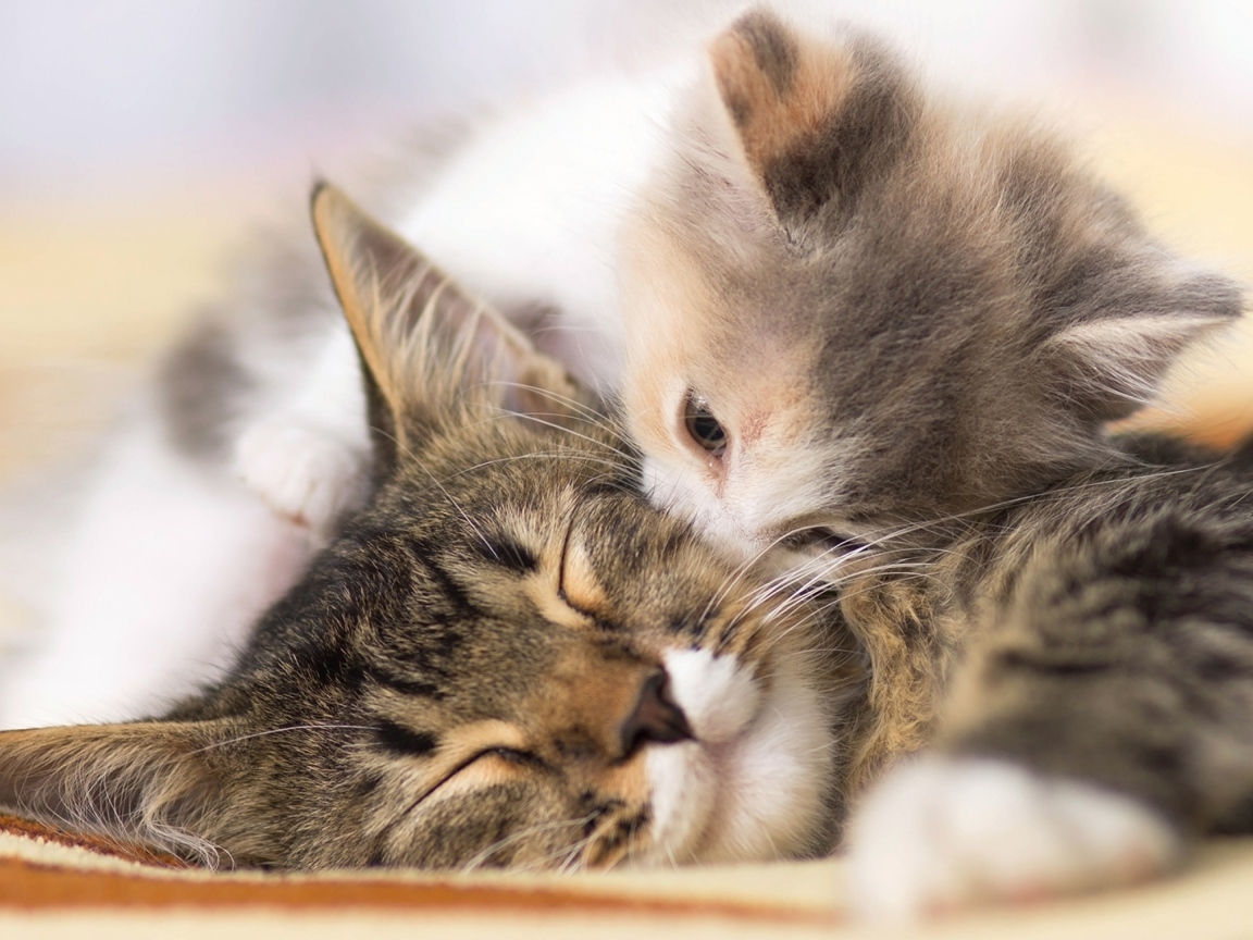 Маленький милый котенок целует свою маму