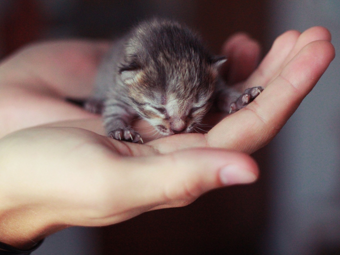 Маленький серый слепой котенок на ладонях