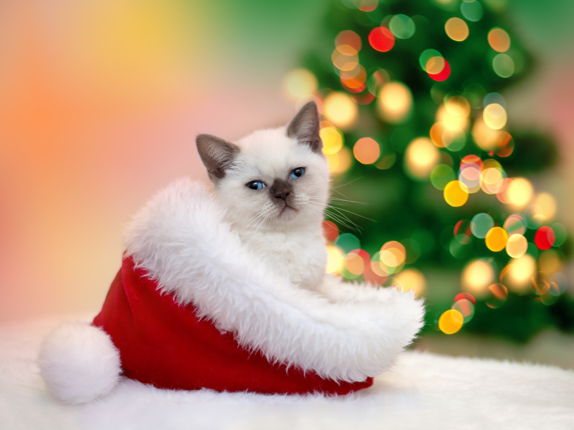 Маленький котенок сидит в шапке Санта Клауса на новый год