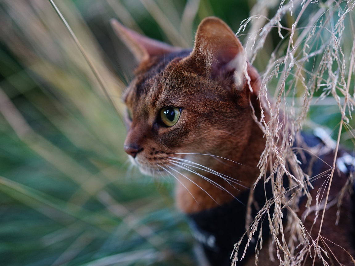 Красивая абиссинская короткошерстная кошка