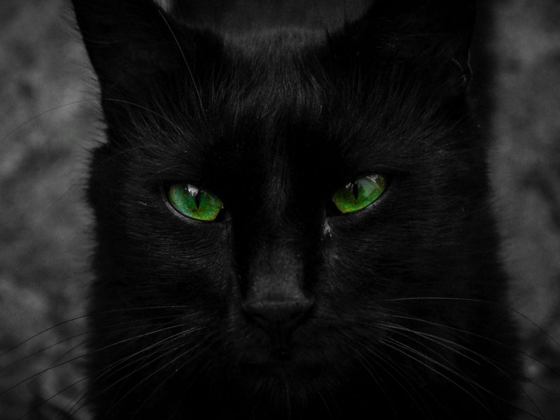 Красивый черный кот с большими зелеными глазами