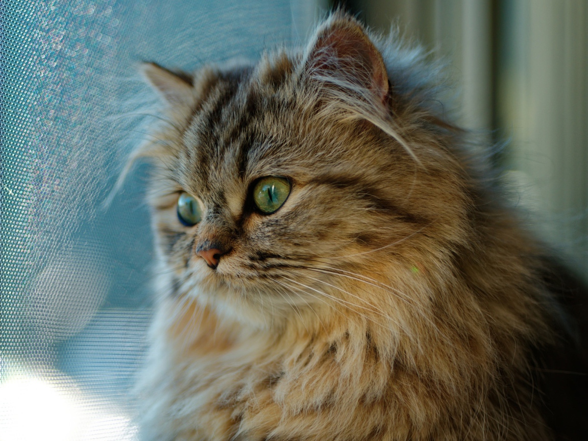 Красивый пушистый зеленоглазый кот смотрит в окно