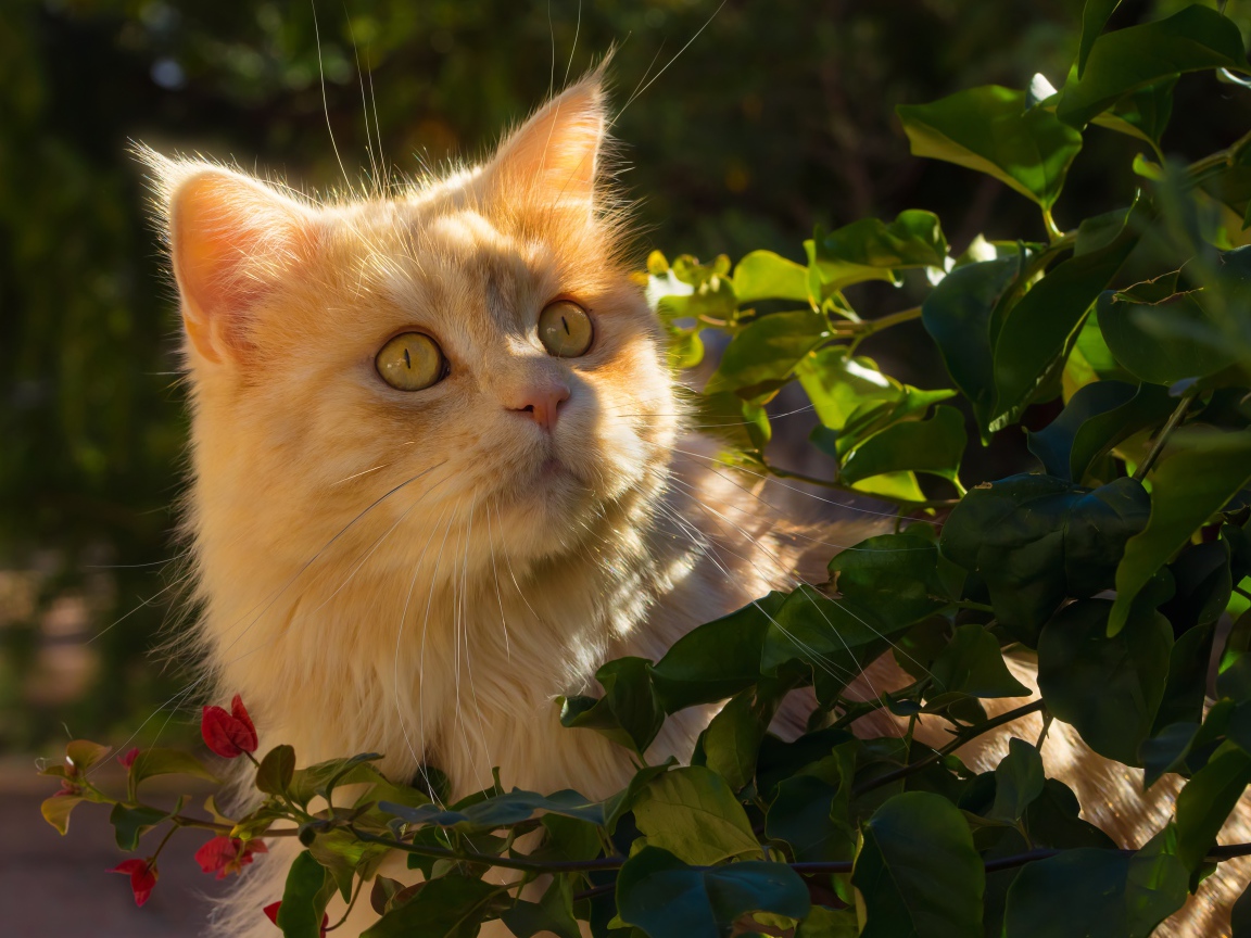 Красивый рыжий кот в лучах солнца