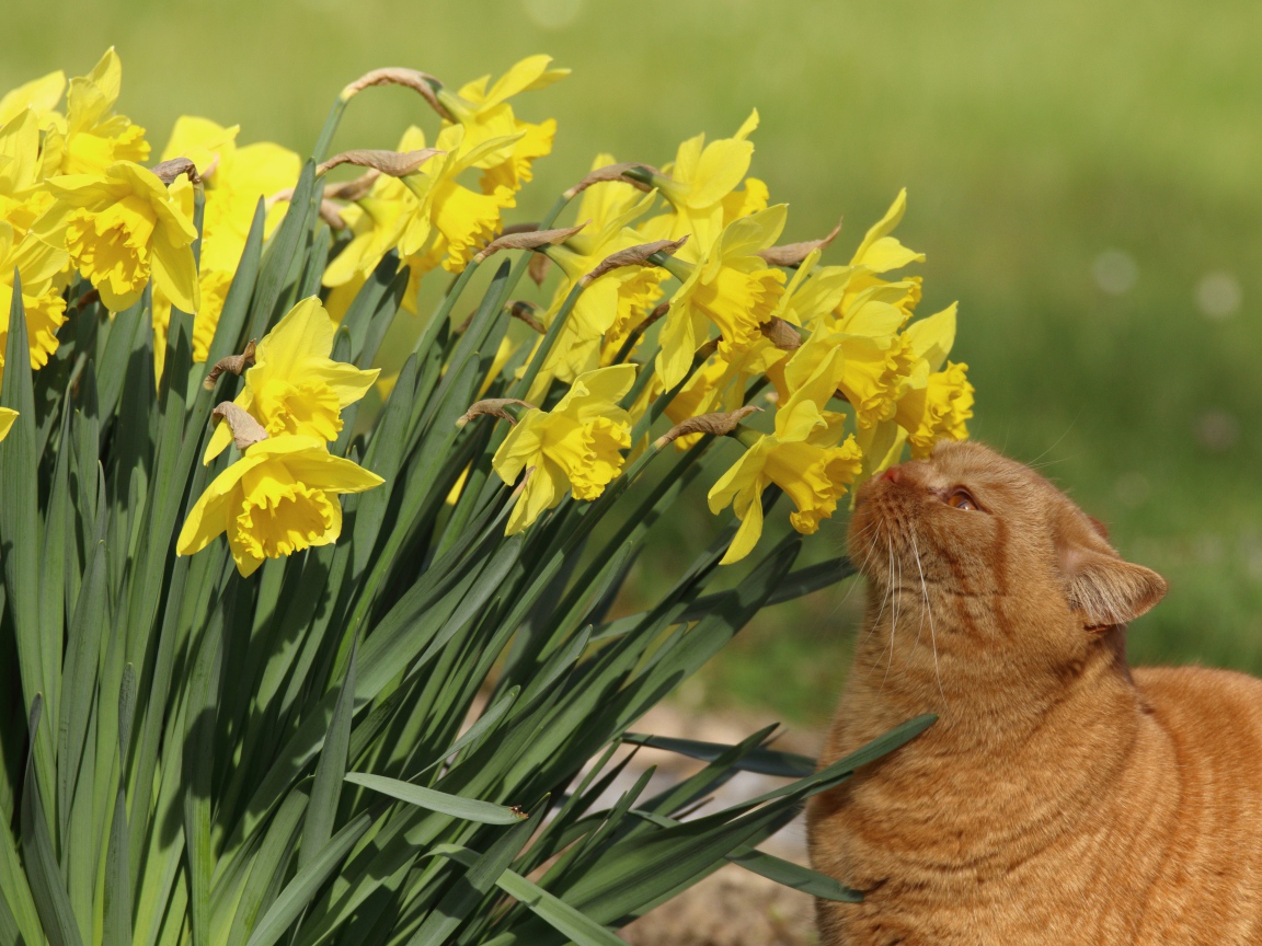 Красивый рыжий кот нюхает желтые нарциссы на клумбе