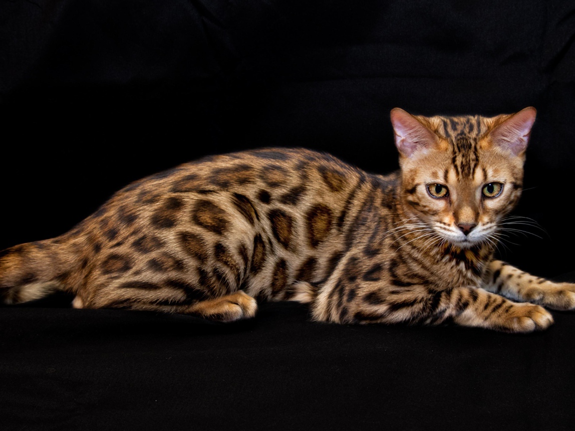 Бенгальская кошка лежит на черном фоне