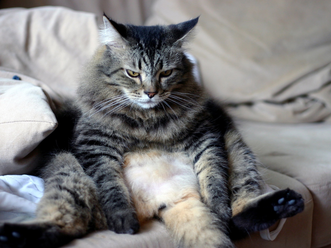 Большой грустный серый кот сидит на диване