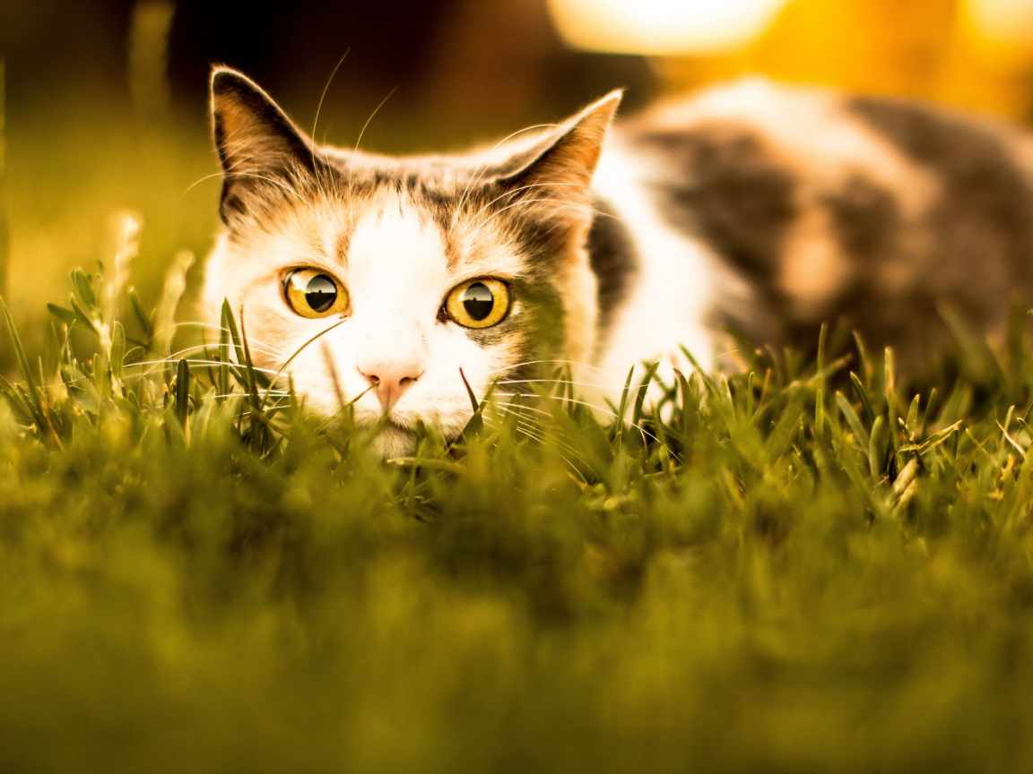 Кошка с желтыми глазами притаилась в траве 