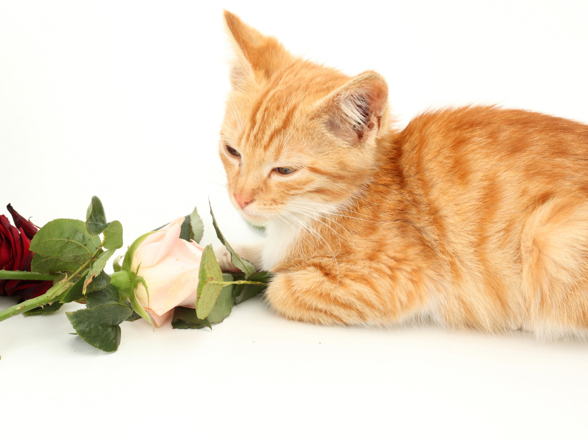Милый рыжий котенок с розами на белом фоне