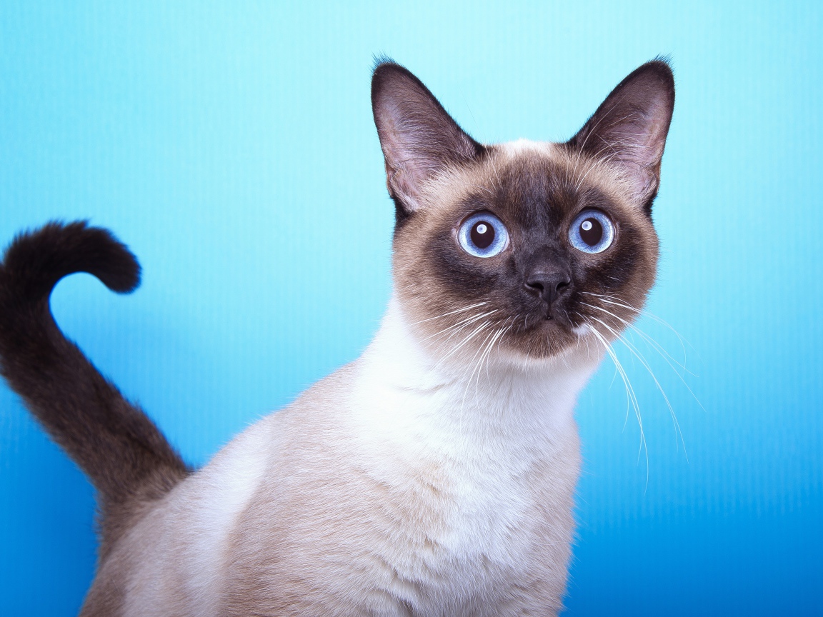 Испуганный сиамский голубоглазый кот на голубом фоне
