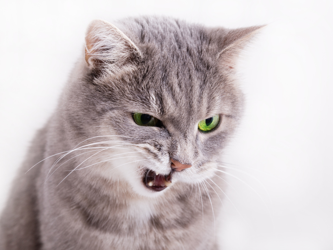 Хмурый взгляд серой кошки на белом фоне