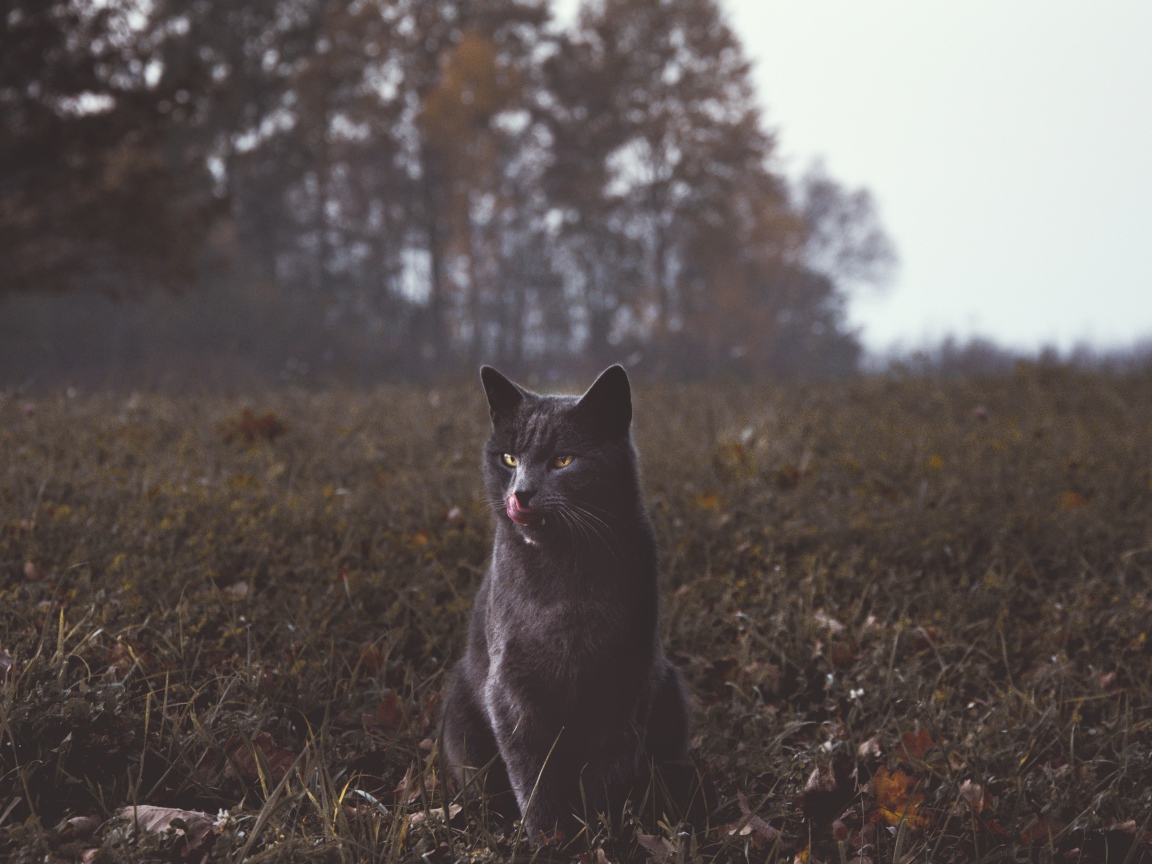 Серый кот видит траве осенью