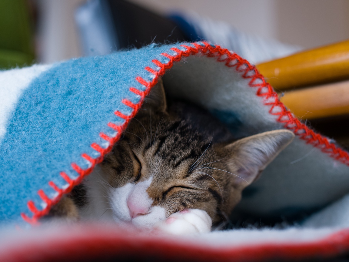 Серый кот спит под теплым одеялом