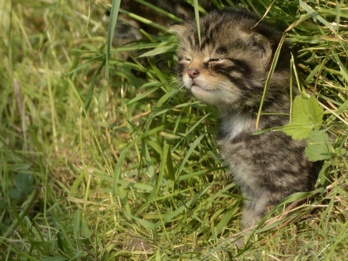 Маленький серый котенок в траве 