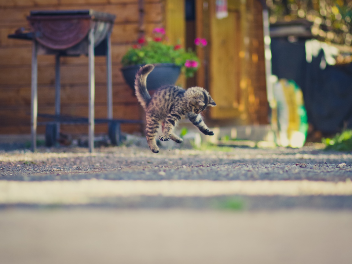 Маленький серый котенок прыгает на асфальте