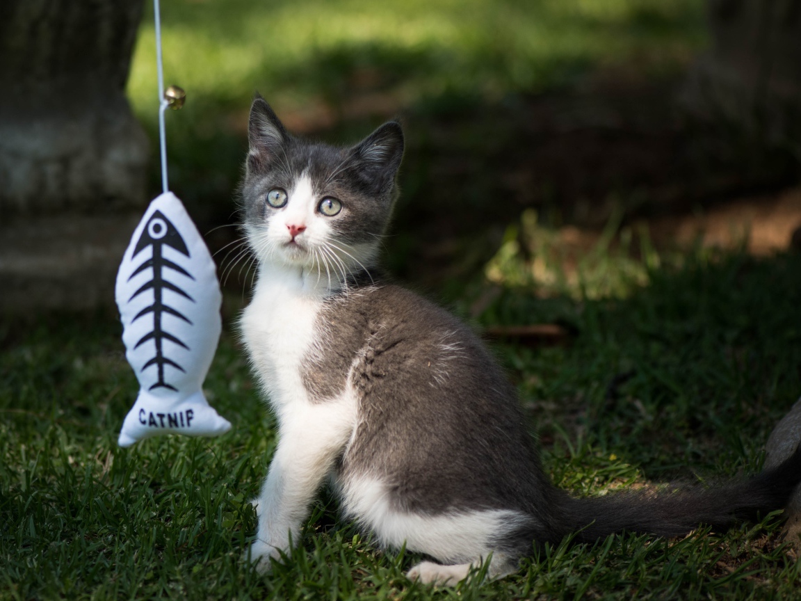 Маленький котенок играет с игрушкой на зеленой траве