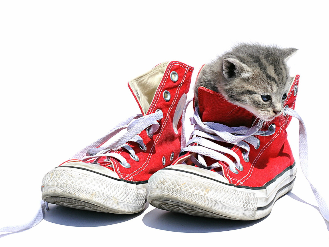 Маленький котенок сидит в кедах на белом фоне