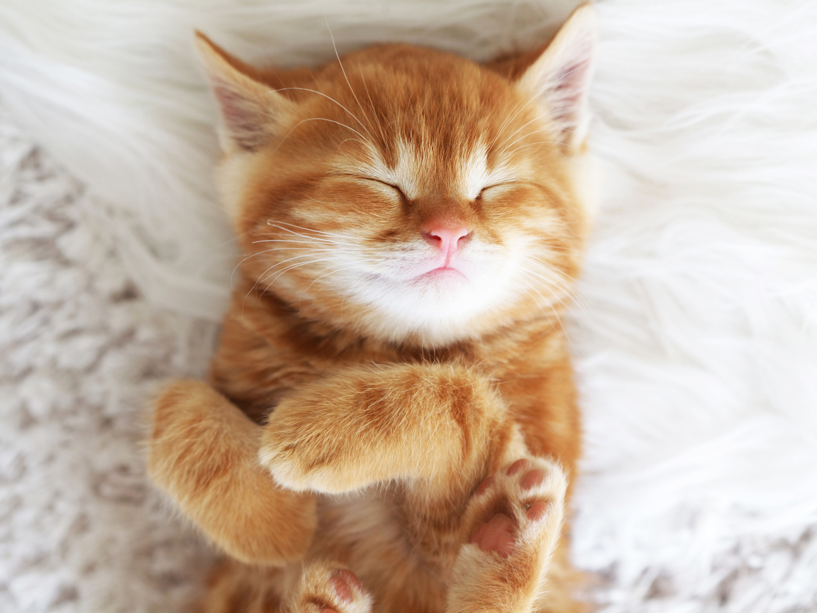 Милый спящий рыжий котенок