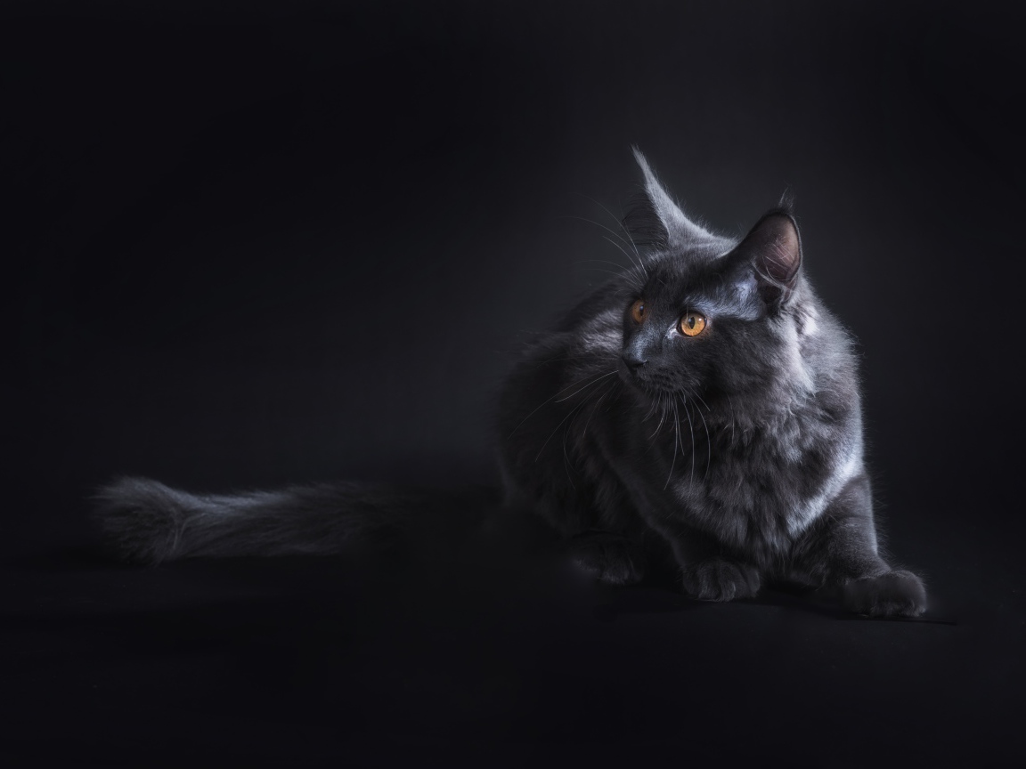 Кот породы мейн кун на сером фоне