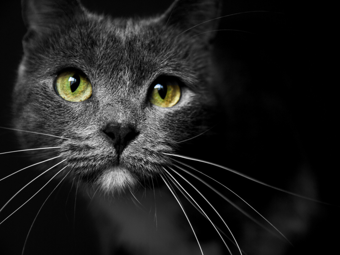 Морда кота с зелеными глазами 