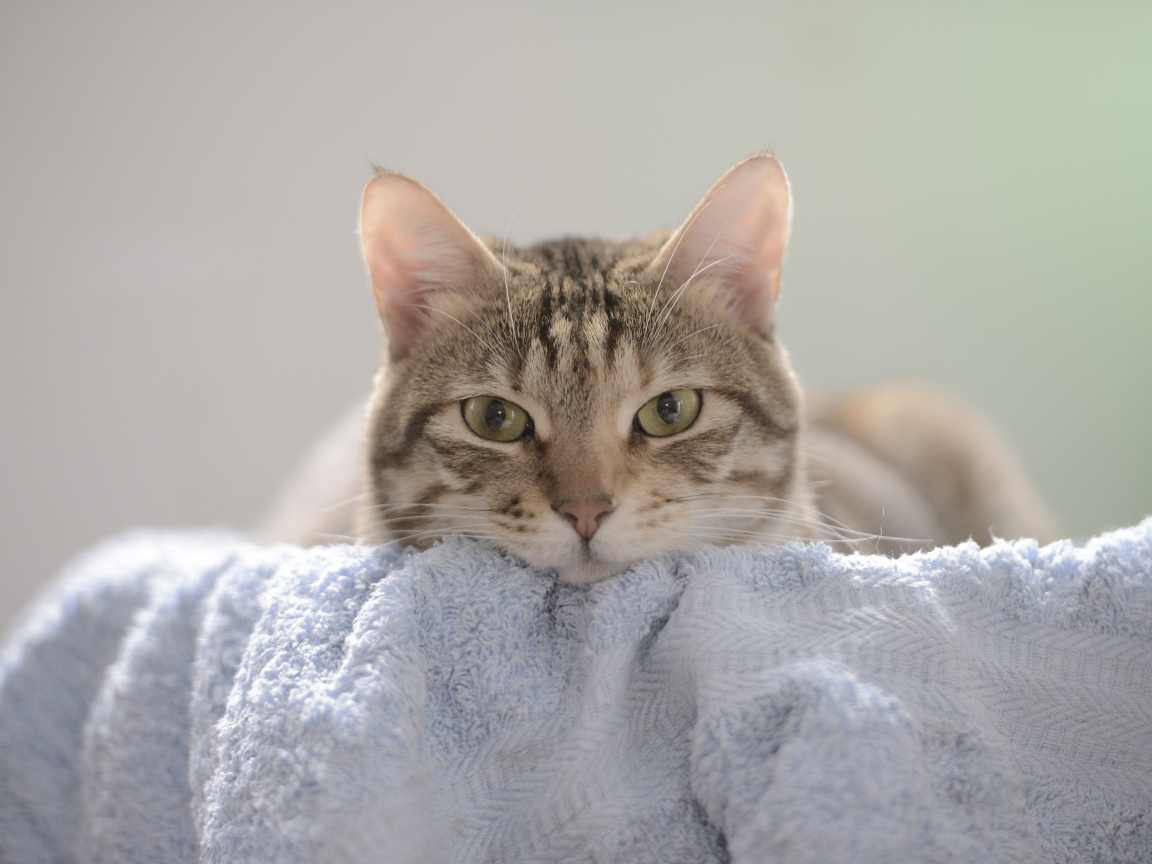 Морда серого кота с умным взглядом  