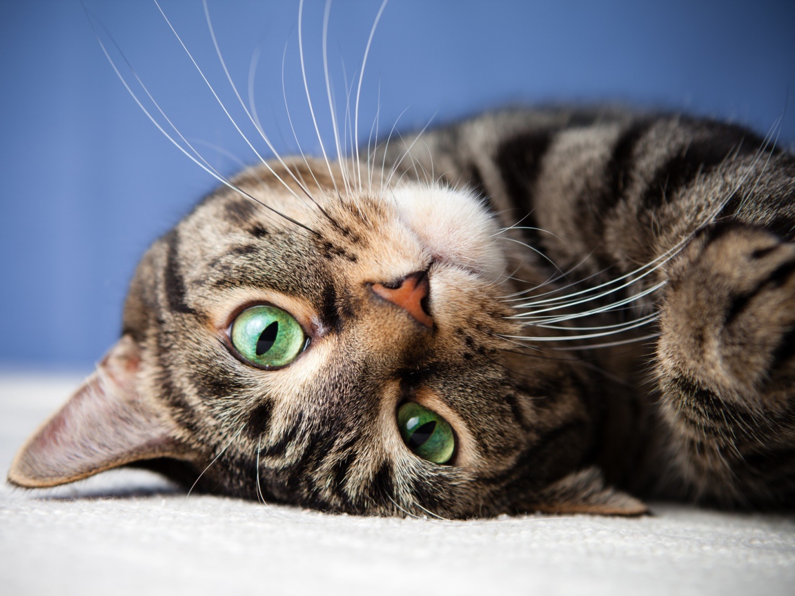 Морда серого полосатого кота с зелеными глазами 