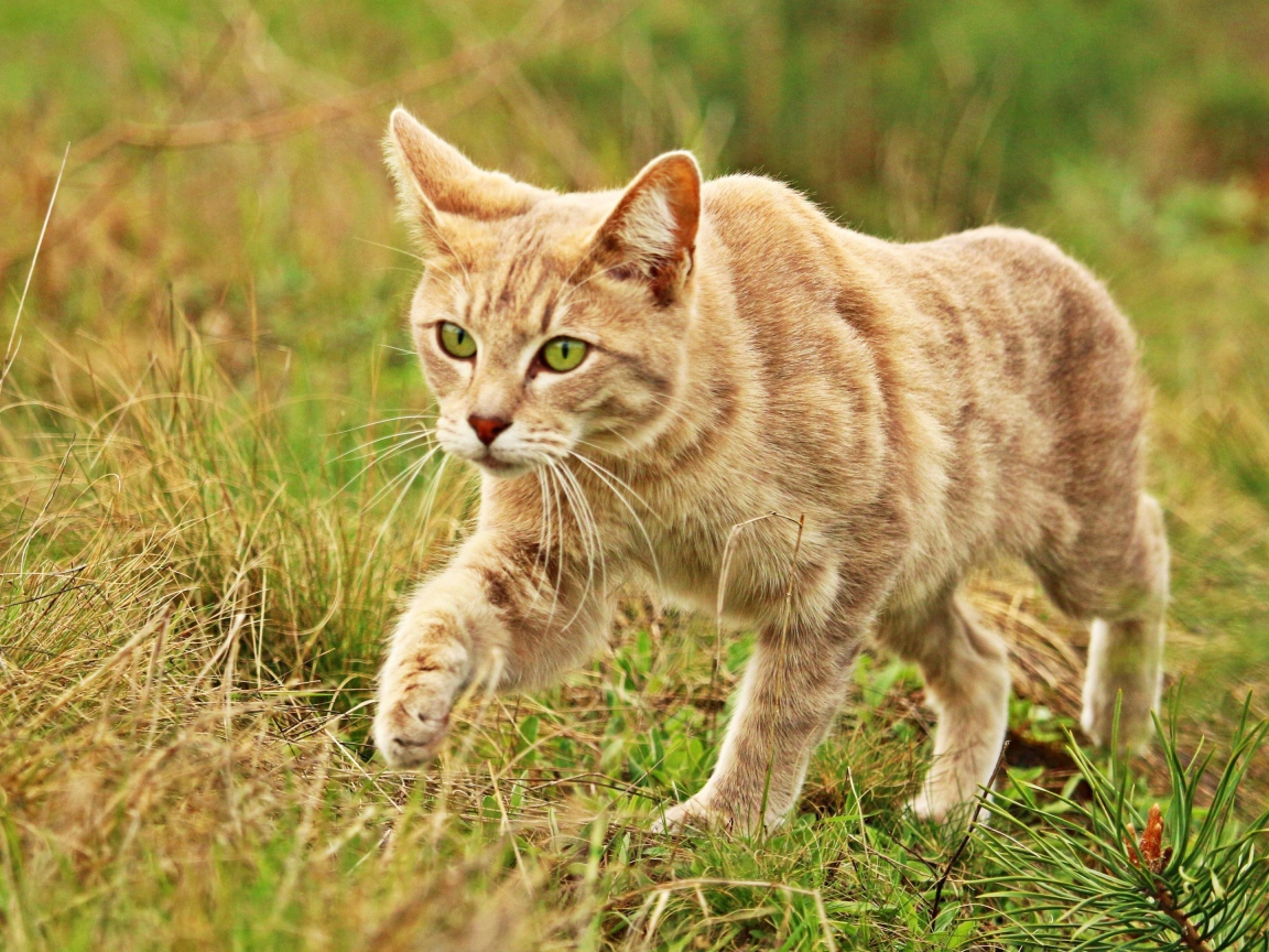 Рыжий кот с зелеными глазами идет по траве 