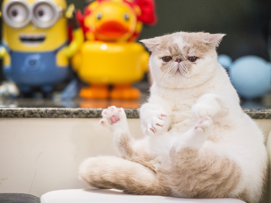 Грустный кот породы экзотическая короткошёрстная кошка