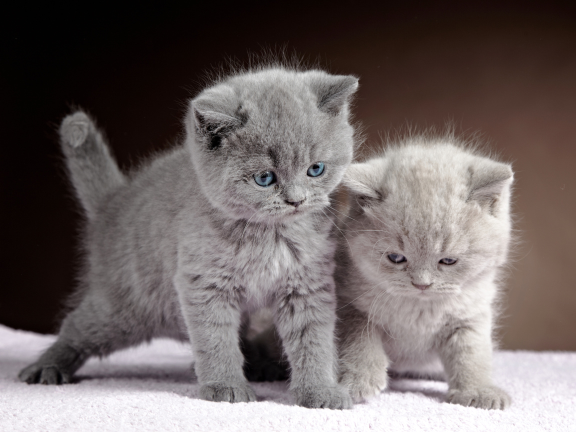 Два милых котенка британца