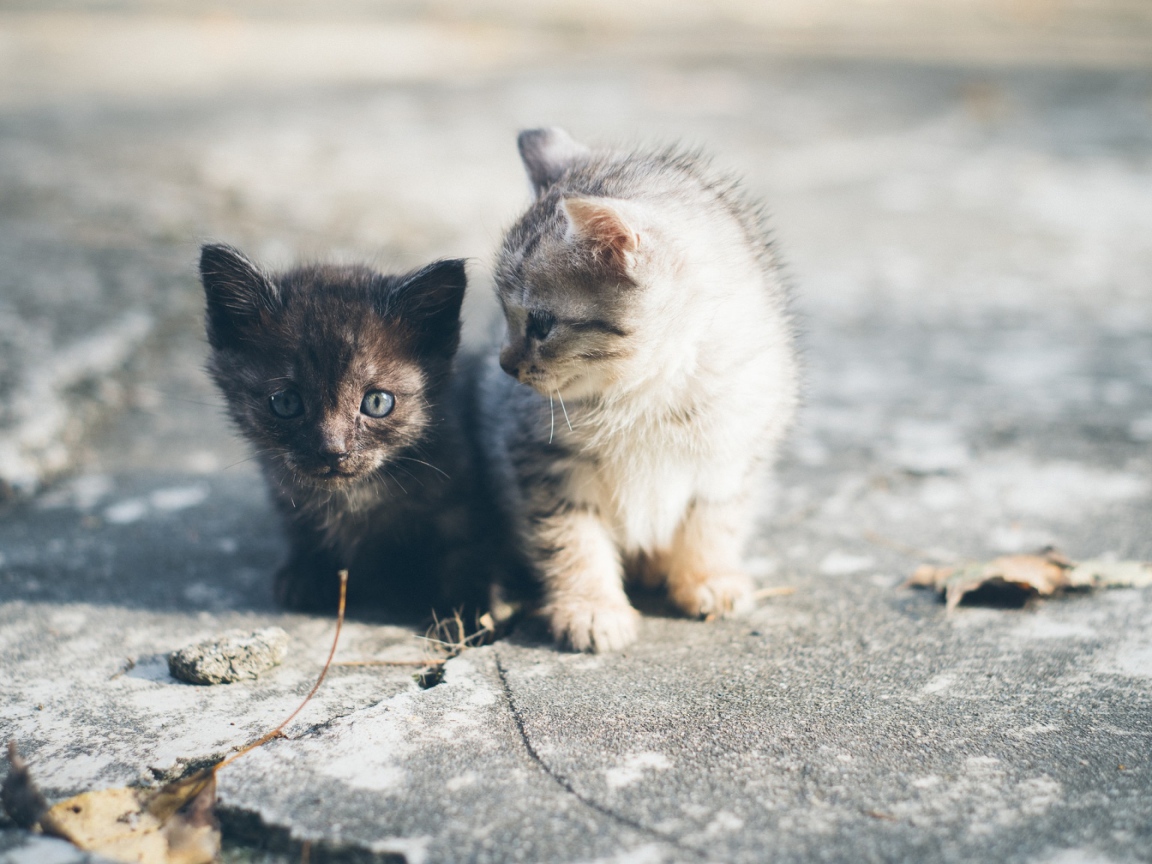 Два маленьких милых котенка сидят на дороге