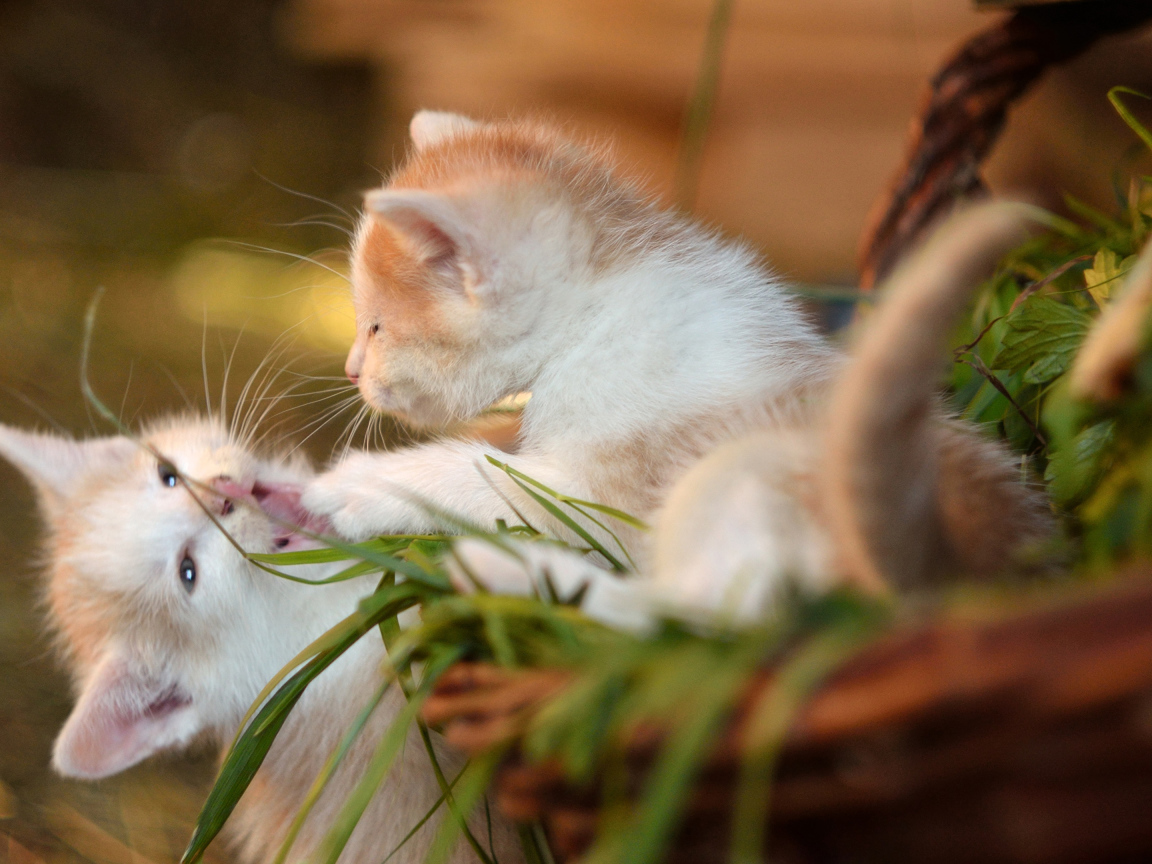 Два маленьких котенка играют 