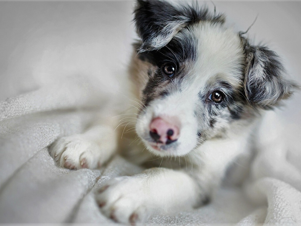 Забавная морда щенка бордер-колли