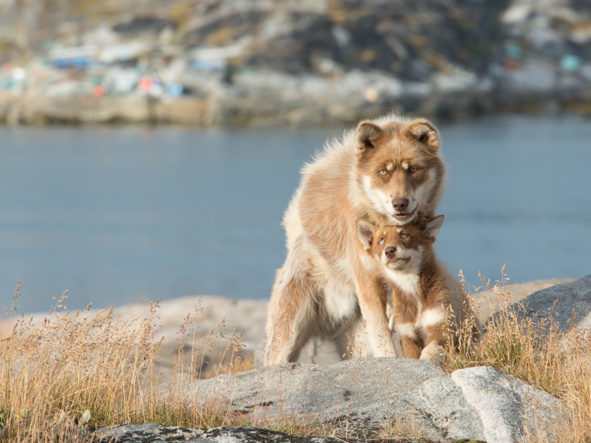 Большая собака со щенком сидят на камне