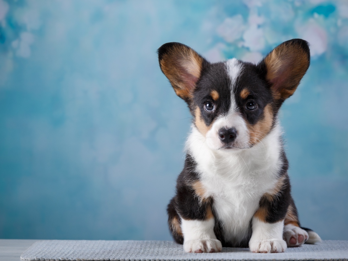 Маленький забавный щенок Вельш-корги на голубом фоне