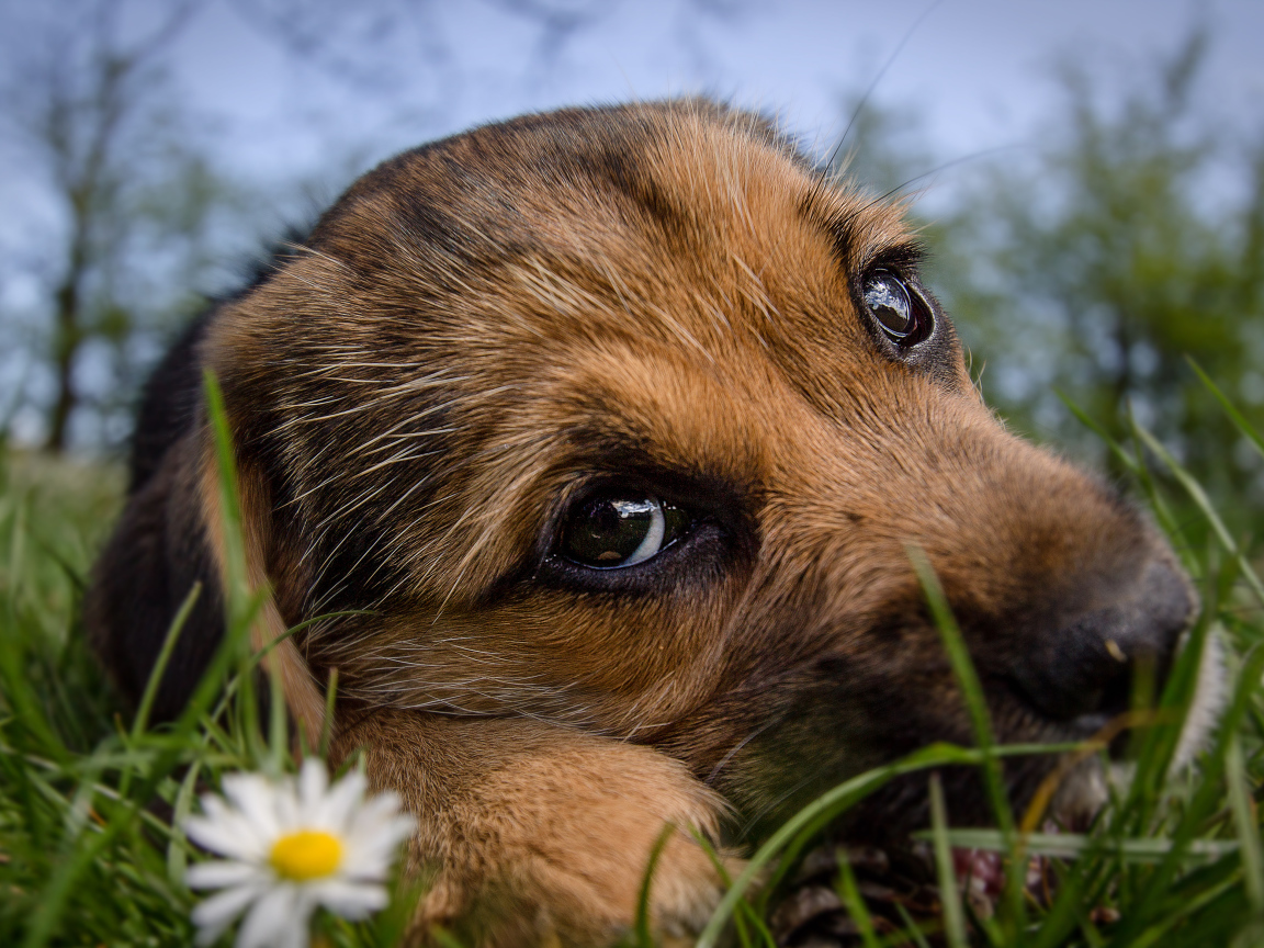 Маленький щенок с грустной мордой лежит на зеленой траве