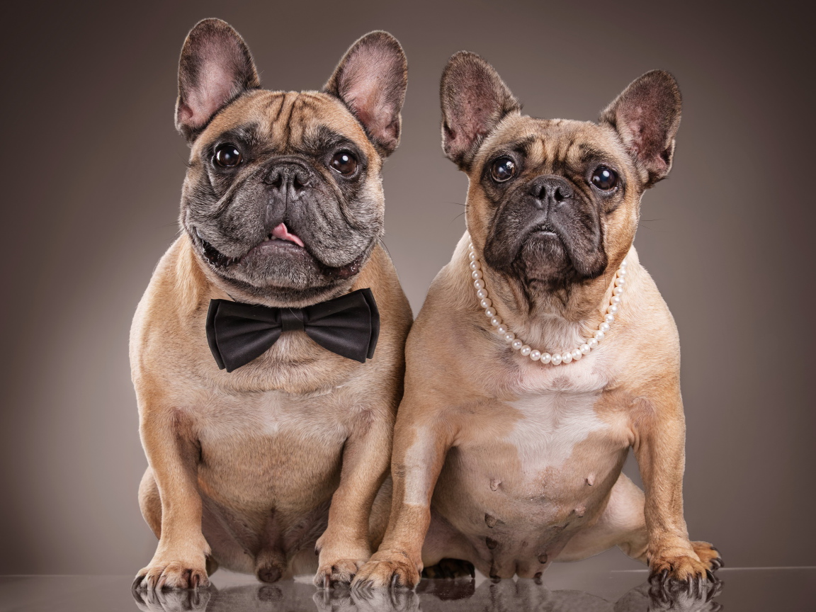 Пара больших бульдогов