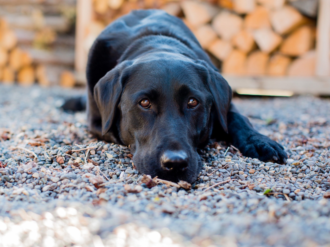 Грустный черный лабрадор лежит на мелких камнях