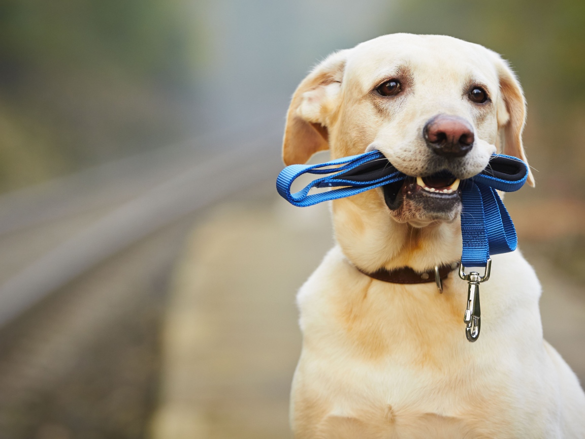 Грустный лабрадор сидит на дороге с синим поводком в зубах