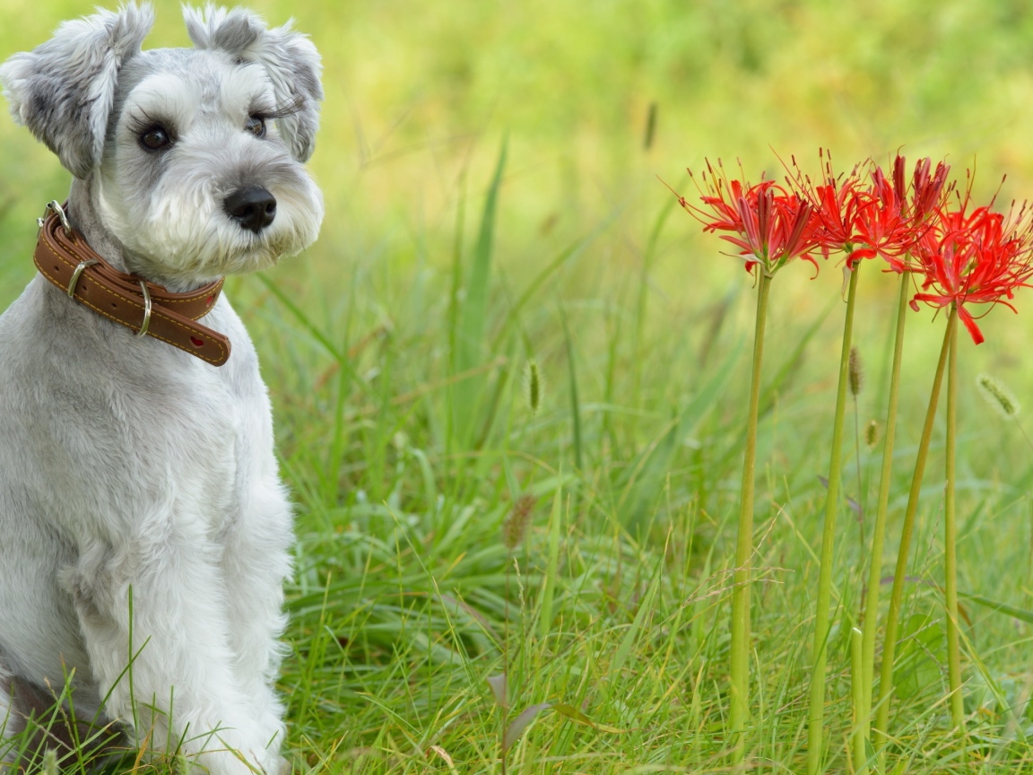 Маленький щенок шнауцера сидит рядом с красными цветами