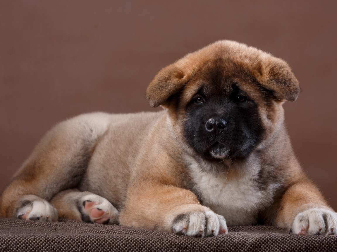 Красивый щенок породы Сиба-ину