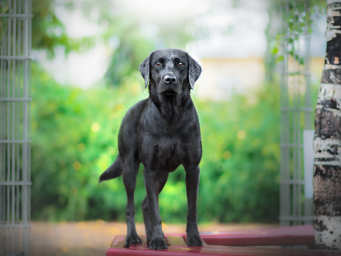 Большой грустный черный лабрадор
