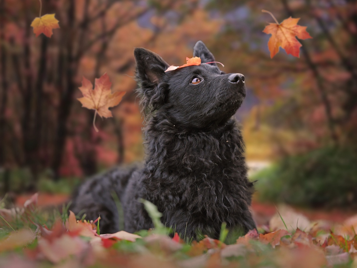 Черная собака породы бордер колли лежит на опавшей листве