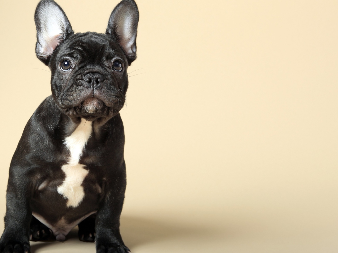 Черный щенок французского бульдога на бежевом фоне
