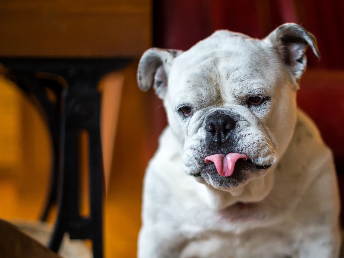 Бульдог с грустной мордой и высунутым языком