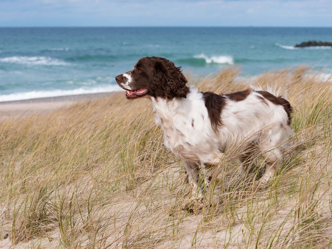 Кокер спаниель стоит на траве на побережье моря
