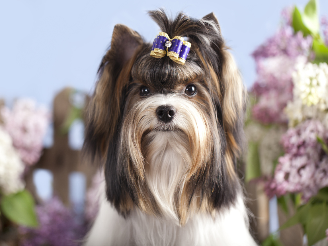 Милый Йоркширский терьер с бантиком на голове