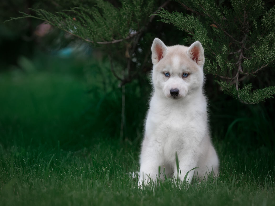Милый голубоглазый щенок хаски в зеленой траве 