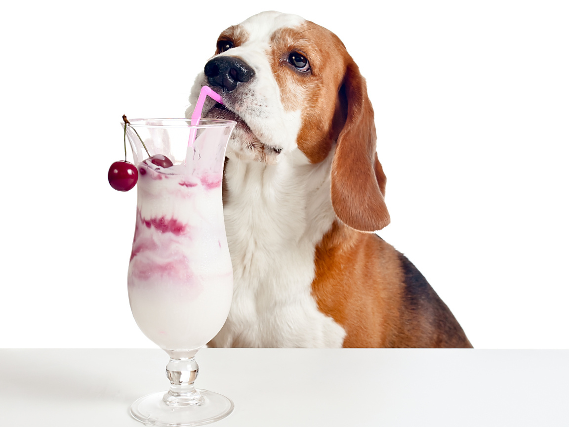 Собака породы бигль с вишневым коктейлем на белом фоне