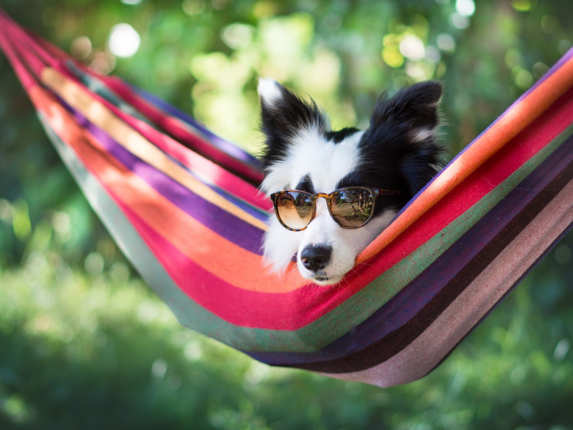 Собака породы Бордер-колли в очках лежит в гамаке