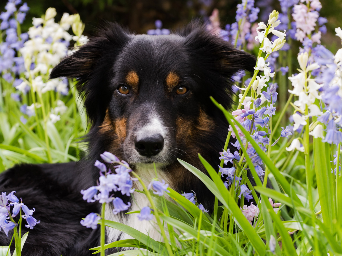 Собака породы бордер-колли лежит в цветах